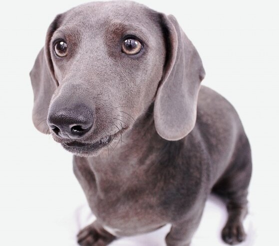 Hi, I'm Seal the Hot Dog, a weird-looking excitable chubby mini blue Dachshund who wants u to follow him for a daily giggle, cute pix & occasional video