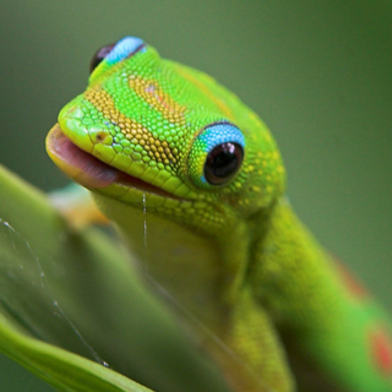 PixelGeckoPlays's profile picture. 