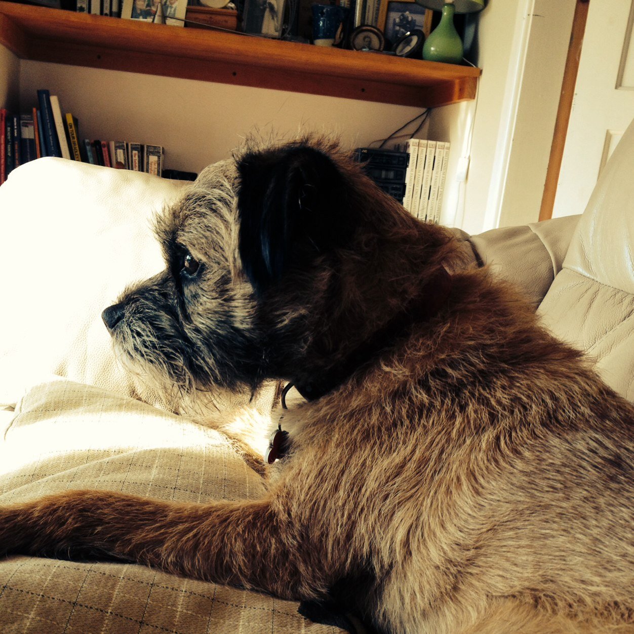 Bouncing Border Terrier living and loving cheese and walkies in Devon
#BTPosse member