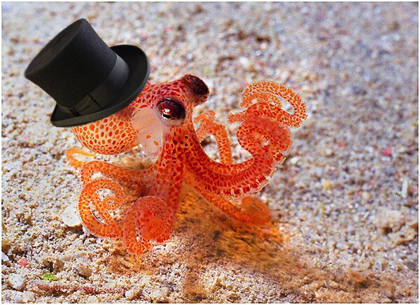 look at it its got a little hat :D