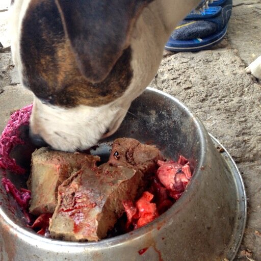 barfhungary's profile picture. B.A.R.F.