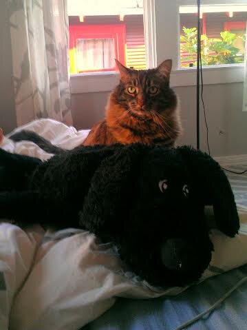 Stella_C_Cat's profile picture. Living w/ 3 Bald Cats & 1 Black Dog. I spend my days searching for the small red light, ghost writing celebrity memoirs, & contemplating my own mortality.