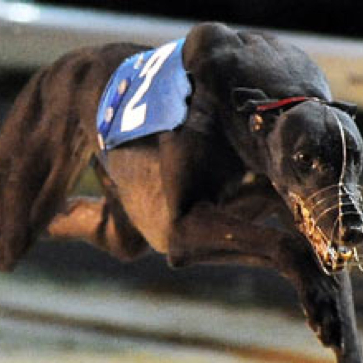 kieranbasic's profile picture. 