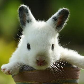 Pictures of cute animal friends. 귀여운 우리들의 동물 친구 사진들.