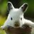 cuteanimalfnds's profile image