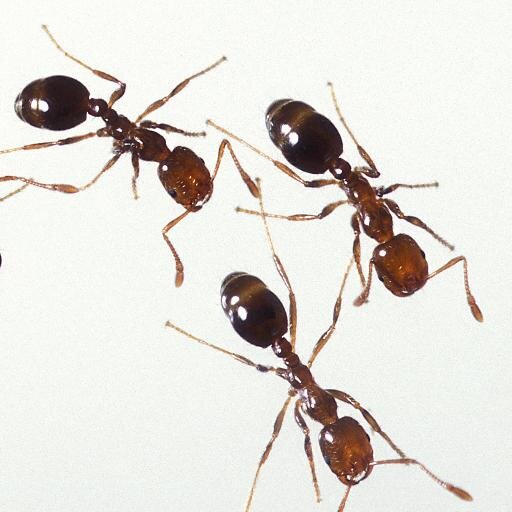 All about DIY pest identification and control for the homeowner ... or renter! http://t.co/oxBPVCLyUv by Lisa Lupo
http://http://t.co/oxBPVCLyUv