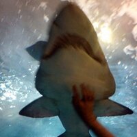 Santa (@dsant2005) 's Twitter Profile