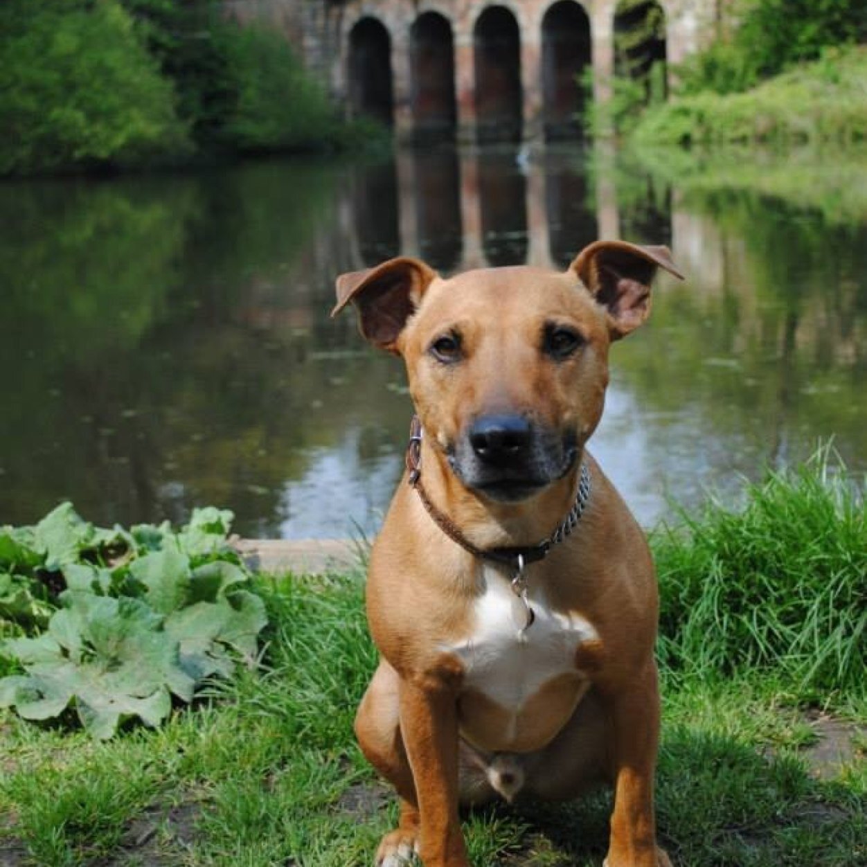 •Name: Zeus •Breed: Staffordshire bull terrier X Lakeland terrier (strange i know) •Human: @Cathyc93 •Personality: I'm Human & a nervous wreck •Diet: Rawfed
