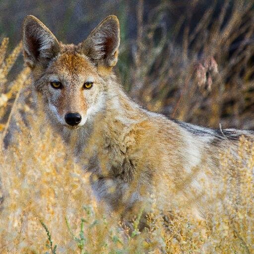 _gulogulo's profile picture. I'm a student at Humboldt State majoring in wildlife conservation & management. I'll be posting local wildlife sightings, news and observations. =)