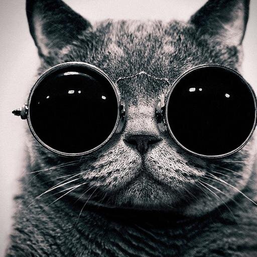 amo arte e gatos....