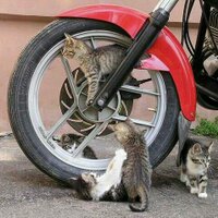 バイクくん@超お嬢様のパグ (@micheletto_d) Twitter profile photo
