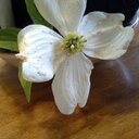 Connie Lively - @moosnan - Twitter