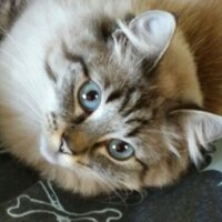 Peter Hebenstreit (@petehebby) 's Twitter Profile
