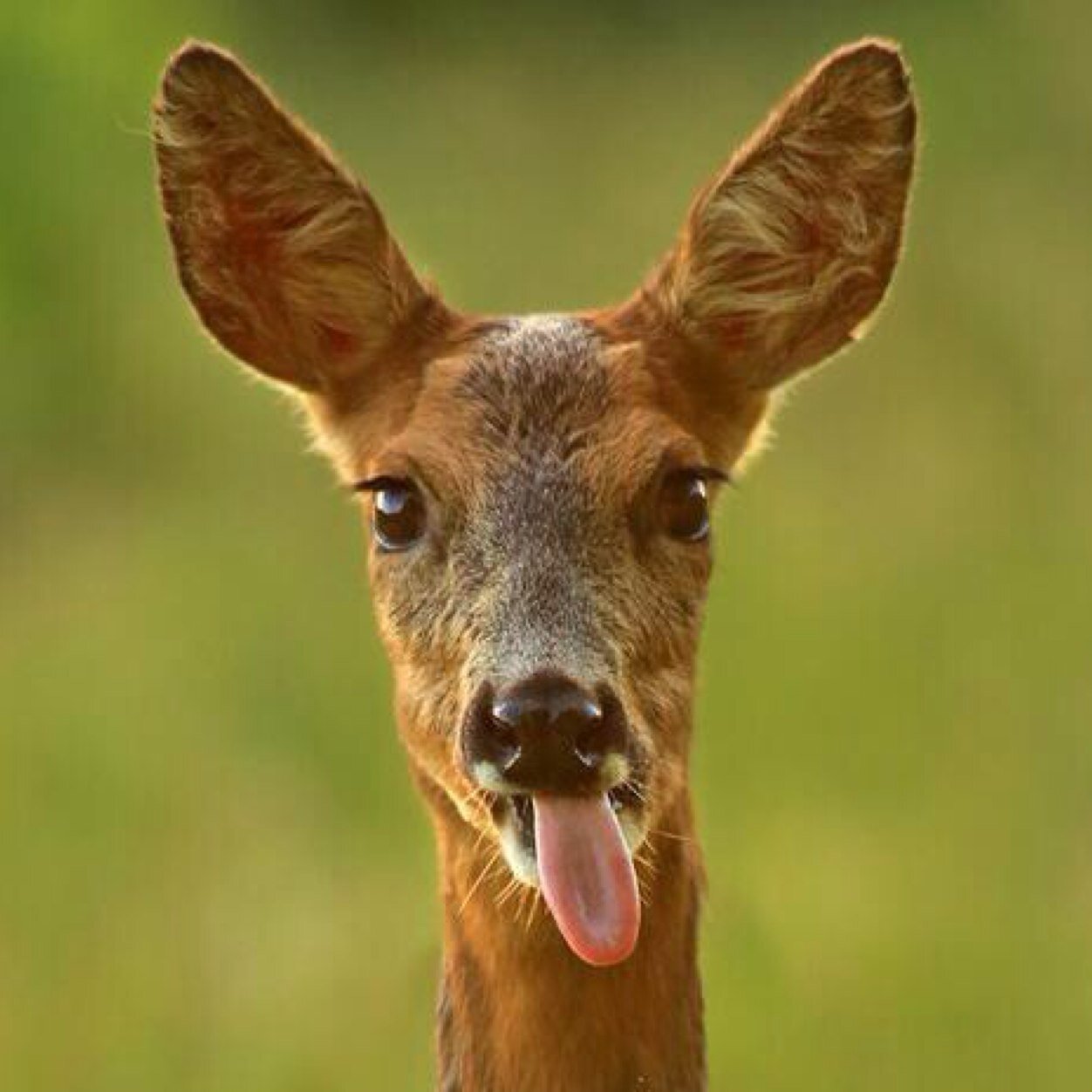 Tyler still hasnt caught any of us yet Just chillin down in the forest