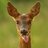 Uncatchabledeer's profile image