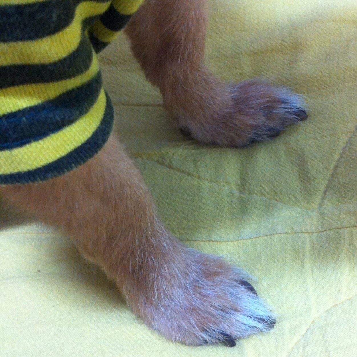 riboflavin_mimi's profile picture. 엄마딸 아지❤️곰주❤️두리, 반려동물 사지말고 입양해요.