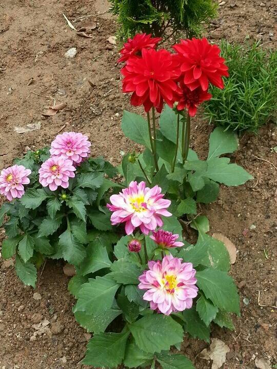 kkggaa1234's profile picture. 내가 만든 사과 무늬