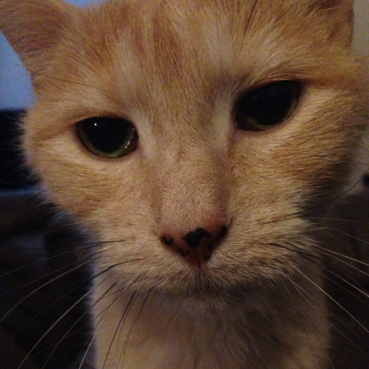 xAhoyy's profile picture. 