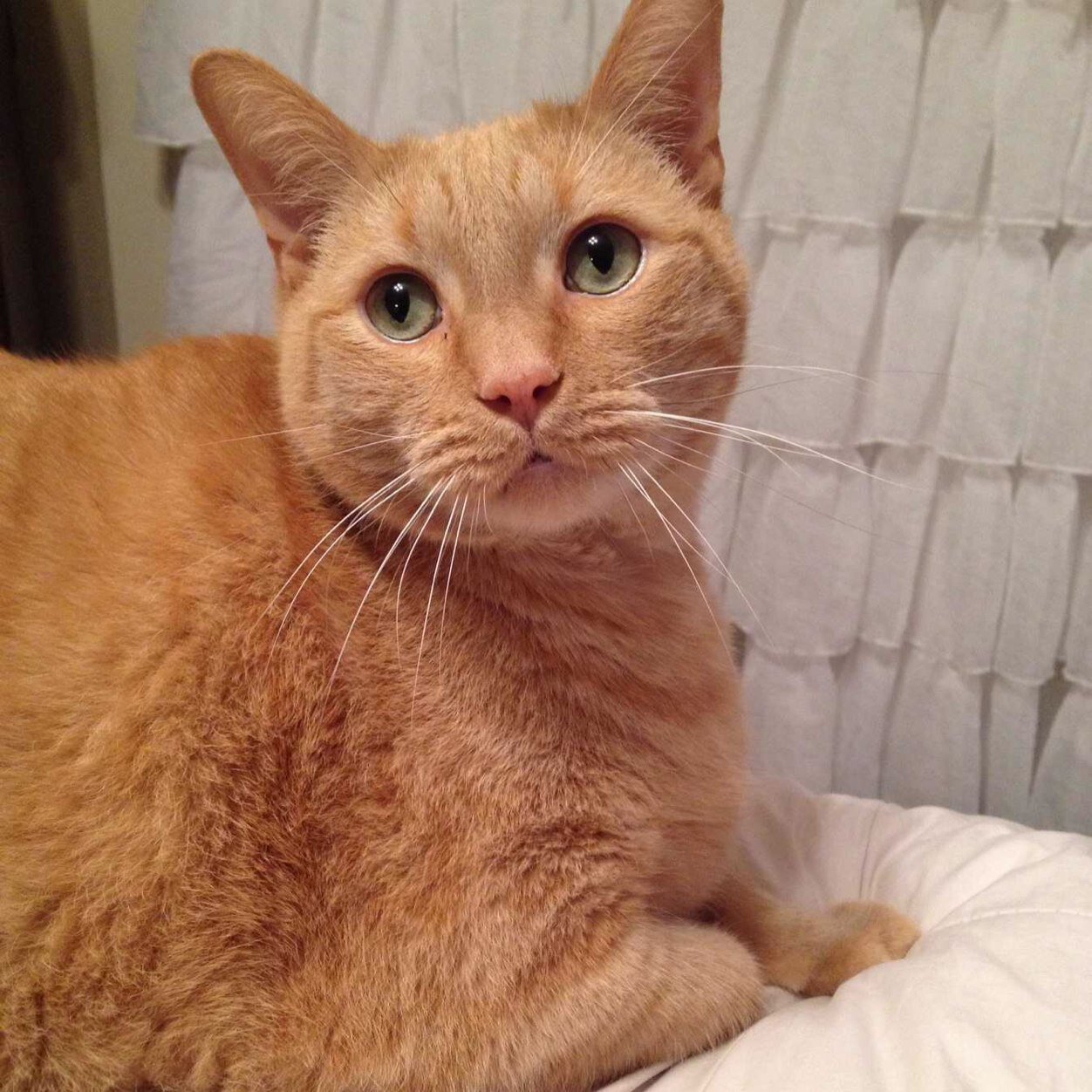 BVerslues's profile picture. Im old as shit #versluescat