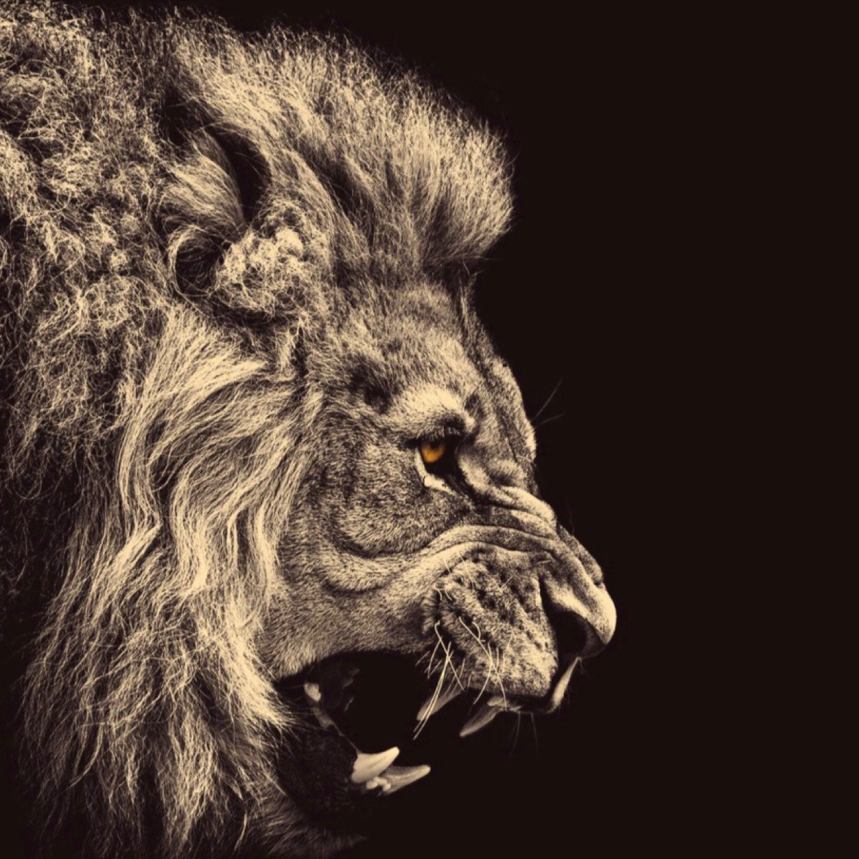 messiuhh's profile picture. yo