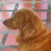 Susi R. Pinto (@susanaqp) Twitter profile photo