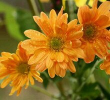 susuchittal's profile picture. 