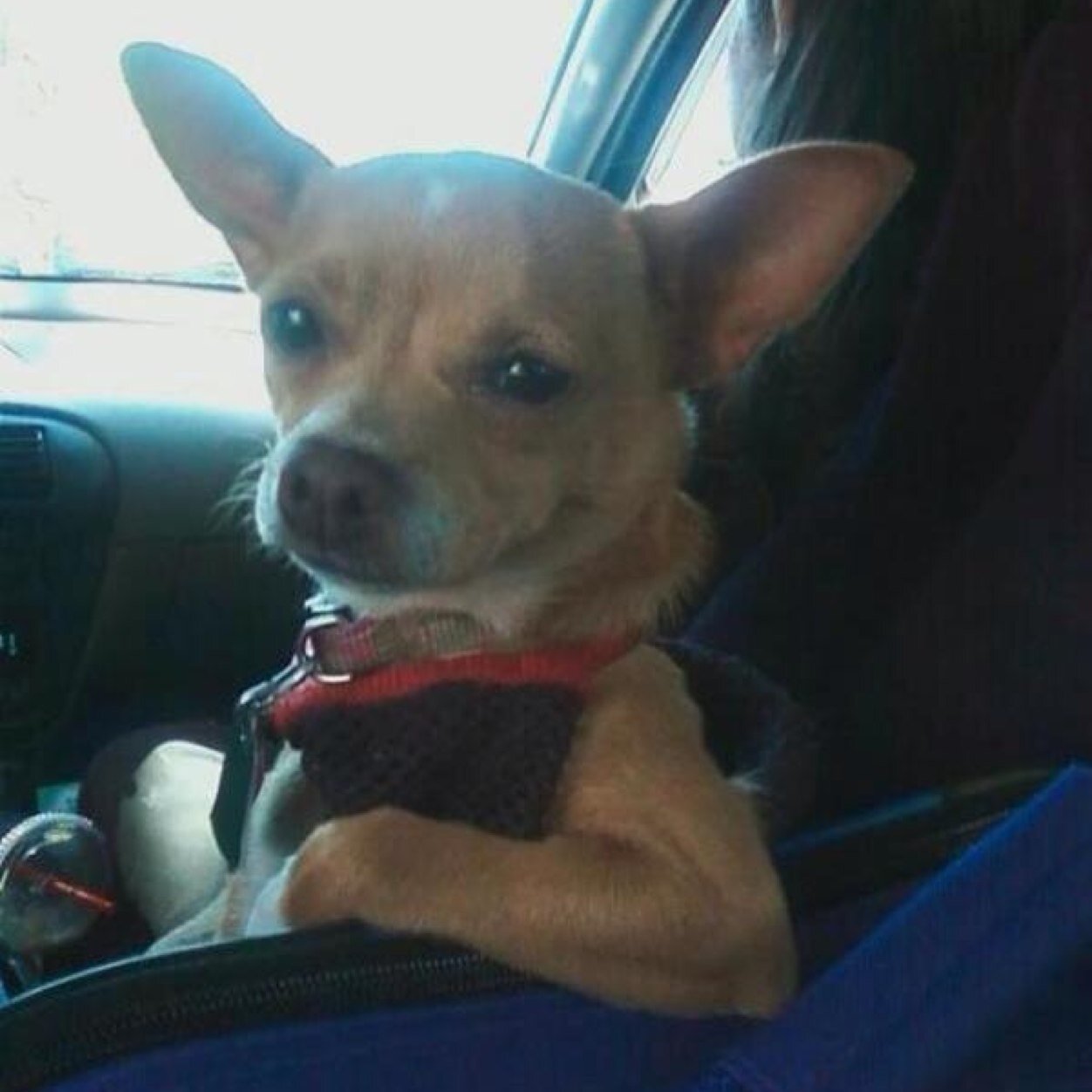 This is the twitter account of one smart ass little dog. You follow him, he will follow you.