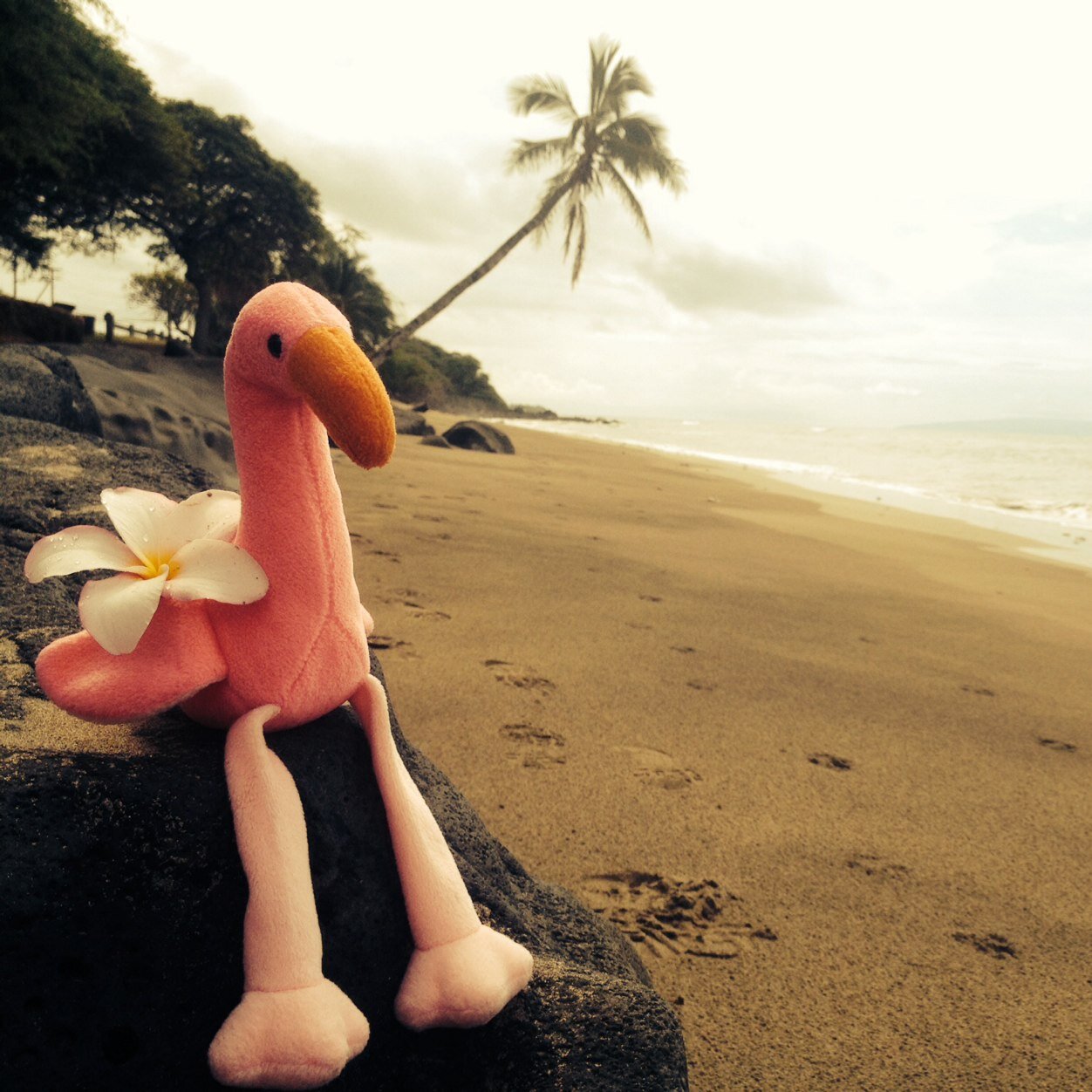 deadsygurll's profile picture. High School Science Teacher by day ultra runner by night