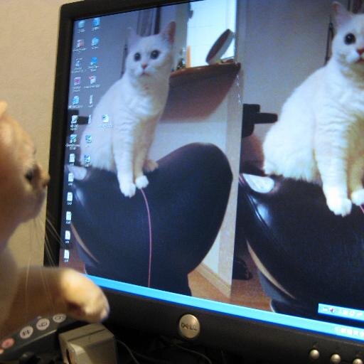 震災以降、ツイッターに目覚める。原発関連、動物保護関連の情報収集、情報交換に活用してます。