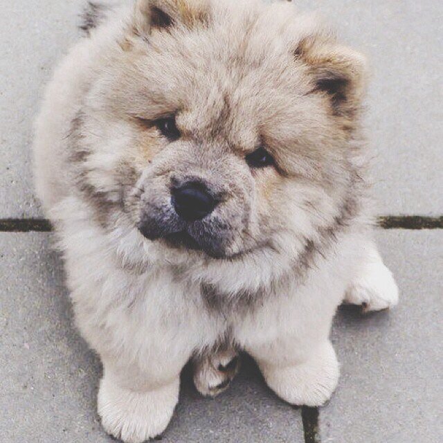 PuppiesPhotos's profile picture. 