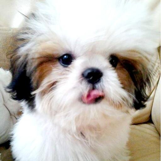 My name is Prince. The Prince of your dreams. And I'm a dog. Born on December 03, 2013. I Love WARM HUGS! ★