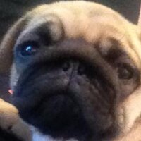 Laurie Williams (@lauriewills) 's Twitter Profile