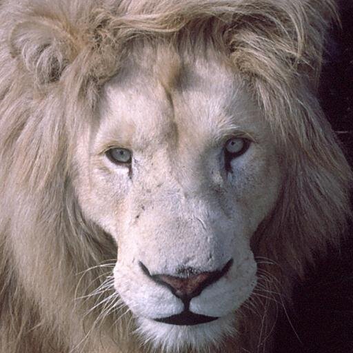 I'm a member Global White Lion Protection Trust and believe if we restore nature's balance with lions it will cascade through the entire animal kingdom :o)