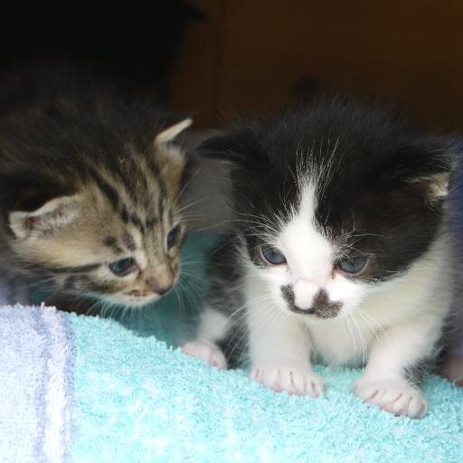 Ces 6 chatons sont nés le 22 avril 2014 : 2 mâles (noir, beige&blanc) et 4 femelles (2xnoir&blanche, tigrée, beige&noire) chatons.plouzane@gmail.com