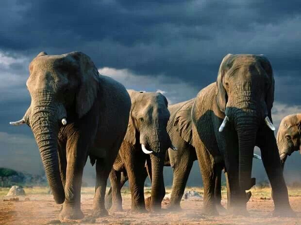 9030d5680cb2494's profile picture. مضوى الباقر