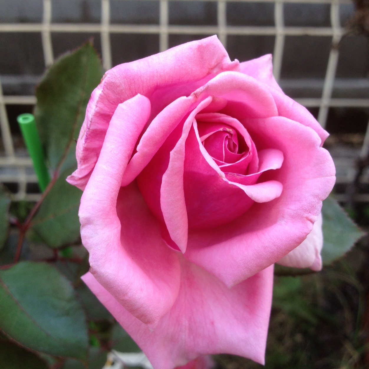 barutunogaeru's profile picture. ボードゲームと園芸と生き物が大好き。 『ノスゲム』という木製手作りボードゲーム サークルのデザイン担当。あまりつぶやきませんがよろしくお願いします。