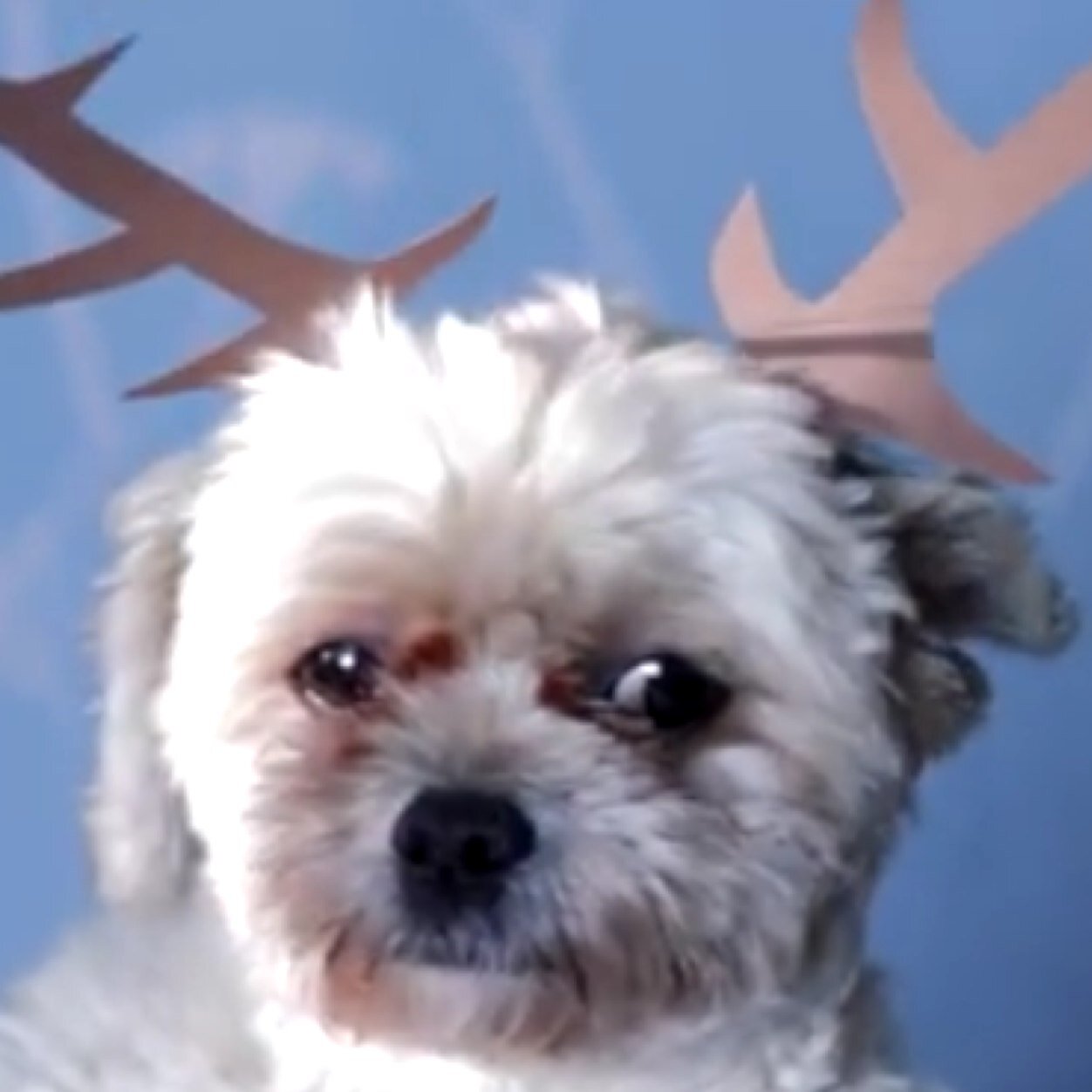 Cubby_Merry's profile picture. I play Sven in GeorgiaMMusic's Frozen Medley! http://t.co/x2TpxBvjuG