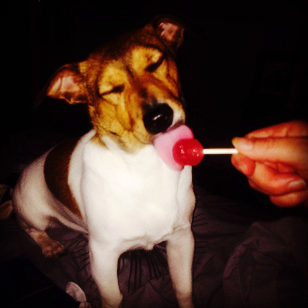 AmiFoxx's profile picture. Oh, hey!