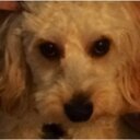 Aidan Schmidt - @appss123 - Twitter