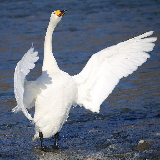 日本白鳥の会会員, 元山男・ロードバイク乗りでしたが、今はもっぱら野鳥観察, 特にハクチョウ/オシドリ/小鳥, 写真,  年に半年は白鳥時計で白鳥飛来地で活動, 残りの半年も水鳥達のフィールドで活動, 余裕があれば小鳥達のフィールドにも出かけています（もうひとつ体が欲しい）