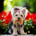 Maria Wei - @Maria__Wei - Twitter