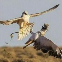 Adel aziz (@falconry10) 's Twitter Profile Photo