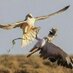 Adel aziz (@falconry10) Twitter profile photo Adel aziz (@falconry10) Twitter profile photo