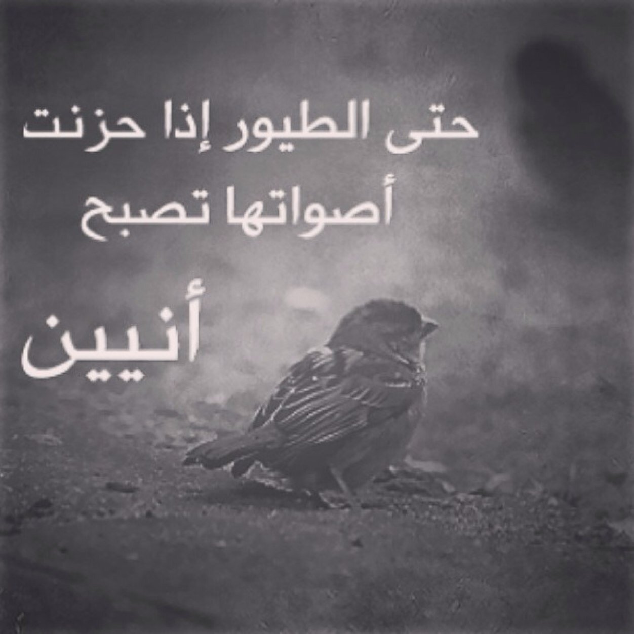 اللهم ارزق امي الجنه بغير حساب .