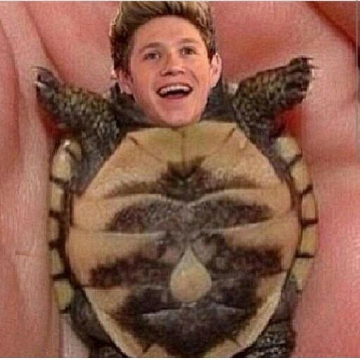 Free follow// Please follow @lo0ve_niall   ❤️❤️❤️❤️❤️ ily