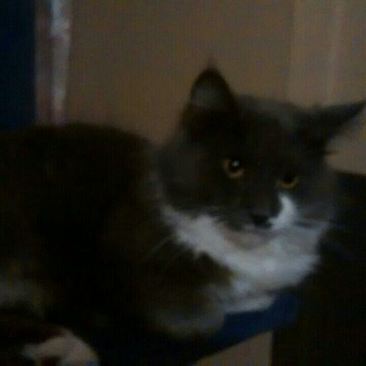 BBtotman's profile picture. 