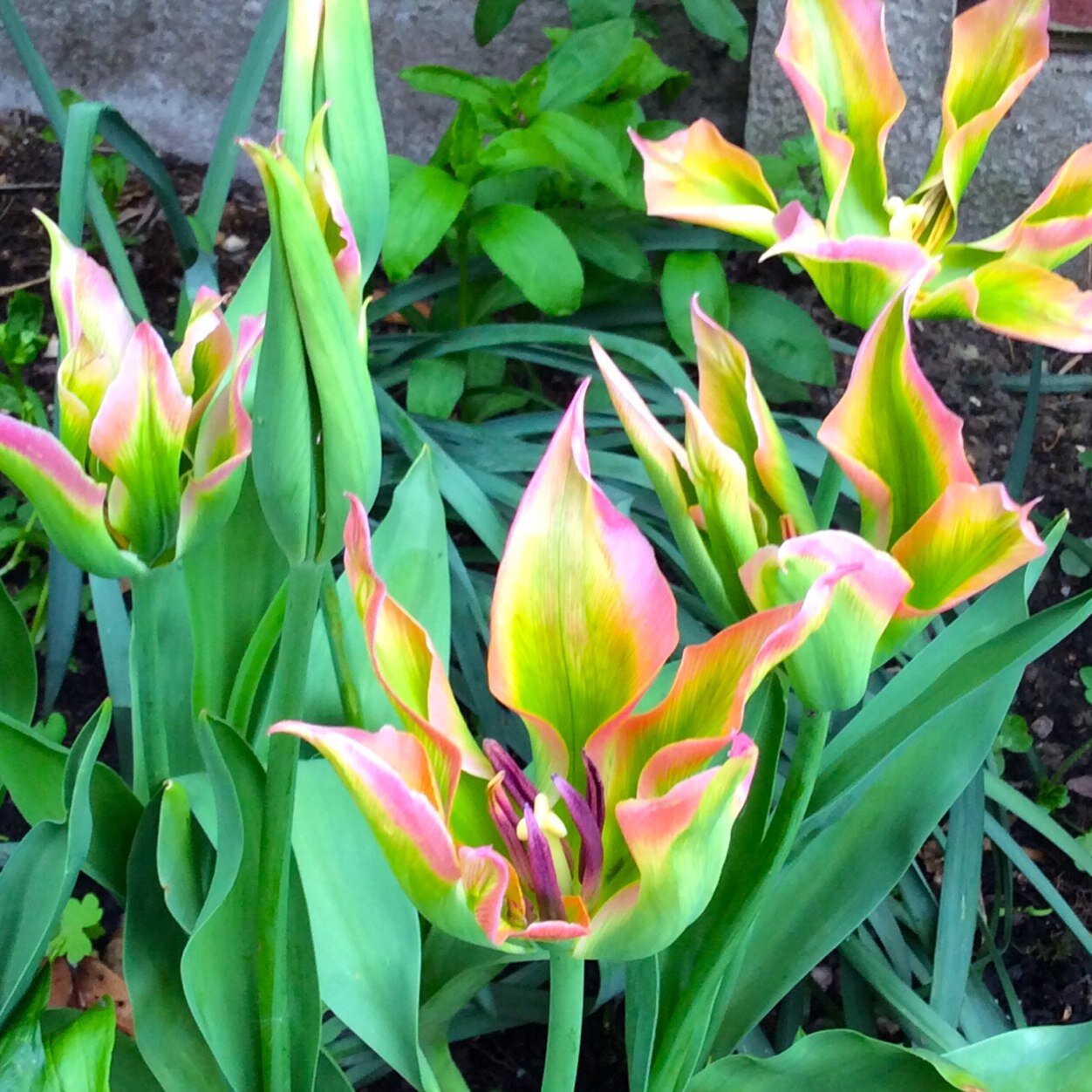 maddyred000's profile picture. 