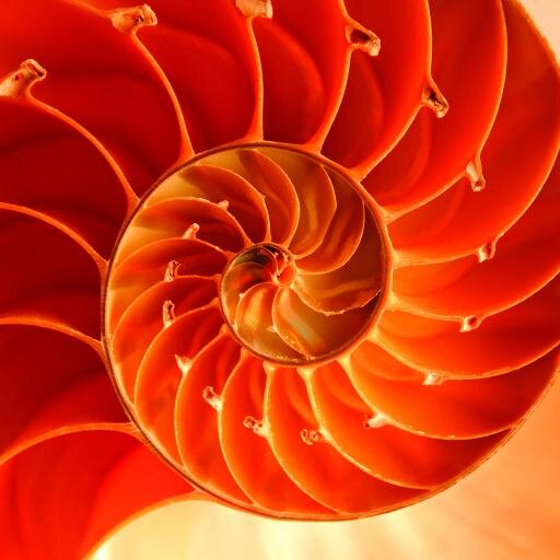 getnautilus's profile picture. Navigate through oceans of information. Nautilus crafts experience into knowledge.