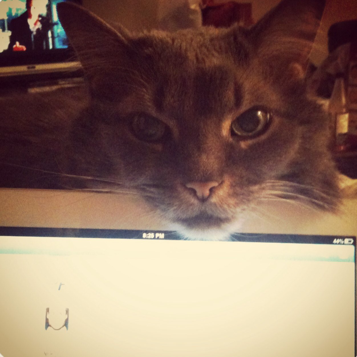 Thecatzoe's profile picture. This kitty has taken over the human's iPad. I stumbled onto twitter while chasing a little blue birdy on the screen, and now I'm hooked.