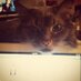 Zoe The Cat (@thecatzoe) Twitter profile photo Zoe The Cat (@thecatzoe) Twitter profile photo